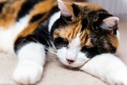 Macro closeup of cute sad depressed sleepy calico cat with open eyes lying down on carpet floor ground level view with acne on nose adult senior animal