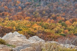 High angle aerial view in Virginia Blue Ridge mountains overlook in autumn with colorful orange yellow tree leaf foliage and rocks in foreground on parkway