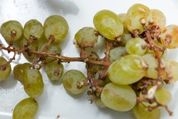 Dried, slightly over-ripened grapes turning into sultanas.