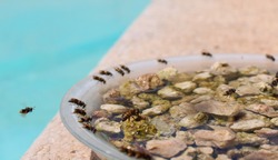 Bees and wasps drinking water to refresh themselves in the heat.