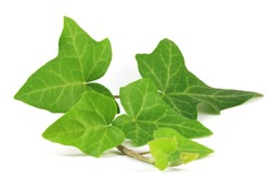 Common ivy (Hedera helix) plant. Ivy leaf (Hederae helicis folium) is considered effective in improving cough symptoms in adults with long-term bronchitis and to treat cellulite, with some success.
