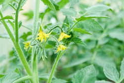 It is a lot of small flowers of yellow color, on a branch, blossoming of a tomato