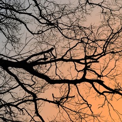 bare branches of trees