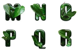 Leaf font M ,N , O ,P ,Q , R isolated on white background. Leafs font A,B,C made of Real alive leaves . Leafs font
