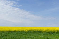 Green grass, yellow blooming canola field, blue sky.Sunny day in the field