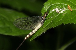 adult Ephemera danica (green drake mayfly) on a leaf