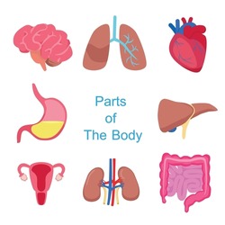 Flat art Parts of The Body | Organ set illustration vector