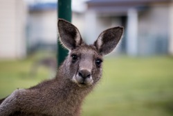 The curious kangaroo 