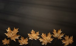 Golden maple leaves on a black background. Autumn background. Flat lay, top view