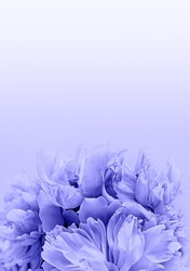 Delicate peonies flowers close up. Place for text. Floral background. Color of the year 2022 Very Peri.