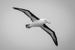 Mono black-browed albatross glides spreading wings diagonally