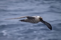 Southern giant petrel gliding over blue ocean