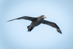 Southern giant petrel glides high in sky