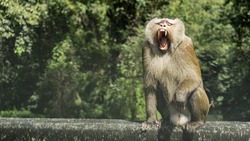 Macaque be open mouth threatening anger