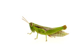 Close up green grasshopper isolated over white background