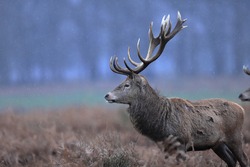 The red deer is one of the largest deer species. The red deer inhabits most of Europe, the Caucasus Mountains region, Asia Minor, Iran, parts of western Asia, and central Asia. 