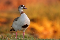 The Egyptian goose is a member of the duck, goose, and swan family Anatidae. It is native to Africa south of the Sahara and the Nile Valley. 