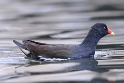 The common moorhen, also known as the waterhen or swamp chicken, is a bird species in the rail family. It is distributed across many parts of the Old World.