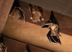 Lesser Dog-faced Fruit Bat, Cyneropterus brachyotis, hanging in a roof