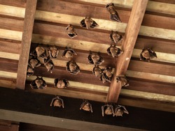 Lesser Dog-faced Fruit Bat, Cyneropterus brachyotis, hanging in a roof