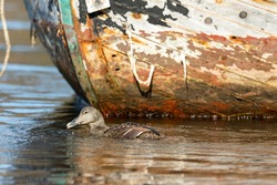 Common Eider - somateria mollissima - female sticks her tounge out while swimming in the sea in front of old abandoned boat