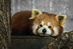 Red panda, Ailurus fulgens, resting inside