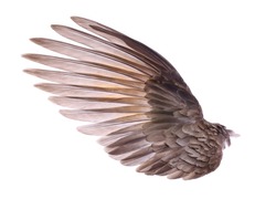 wings of bird on white  background