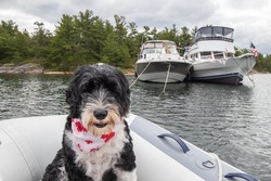 Portuguese Water dog in a dingy in front of anchored boats