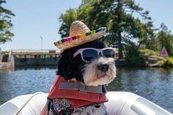 Portuguese Water Dog wearing sunglasses and a hat in a dingy at Lovesick Lock 30 on the Trent-Severn Waterway