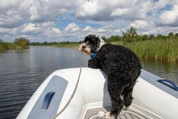 Portuguese Water Dog looking over the bow a dingy on the Tay River