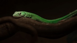 Green keel-bellied lizard in terrarium