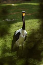 Saddle billed stork is resting on grass