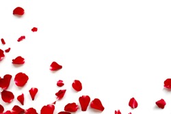 Red rose petals isolated on white background, more space for copy paste