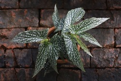 Beautiful leaves of begonia plant with brick background. The begonia name White Ice, leaves are long and narrow medium green and have many silver spots and blotches. Begonia need indirect light.