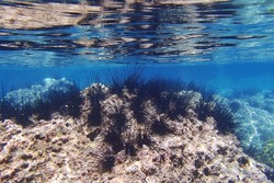 Long-spines sea urchins live on the rock under the sea near the sea water surface