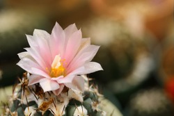 Close up pink cactus flower blooming with warm sunlight background