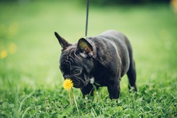 A little french bulldog puppy is having a walk in the park. Sniffing the flower