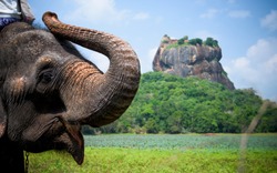 Elephant in Sigiriya lion rock fortress, Sri Lanka