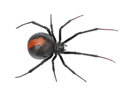 Deep focus of Black Widow Spider / red back spider isolated on White Background
