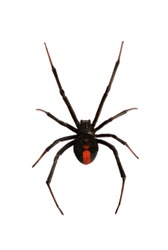 Black Widow Spider / red back spider Isolated on White Background deep focus