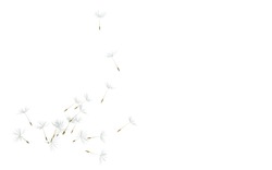 Dandelion. Close up of dandelion spores blowing away ,black background