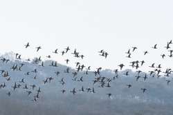 flying birds(ducks) in the sky on forest background