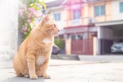 Ginger cats sitting on the street