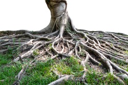 Trunk and big tree roots spreading out beautiful in the tropics. The concept of care and environmental protection.