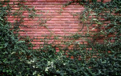 Tree climbing on red brick wall background, natural leaf background Green tree on the wall texture 