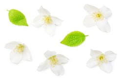 Jasmine flowers isolated on white background. top view