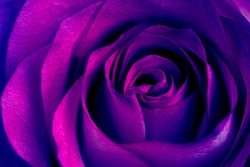 Abstract Purple Rose Wallpaper Background
