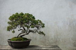 Bonsai pine tree potted with white wall as background