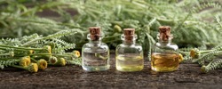 Panoramic header of three essential oil bottles with fresh blooming Santolina chamaecyparissus plant