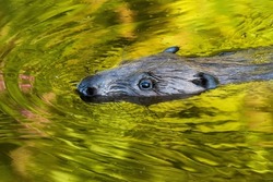 A portrait of an Eurasian beaver, Castor fiber swimming on a summer day.